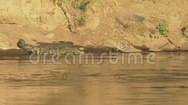 肯尼亚马拉河畔的一条大大小小的鳄鱼